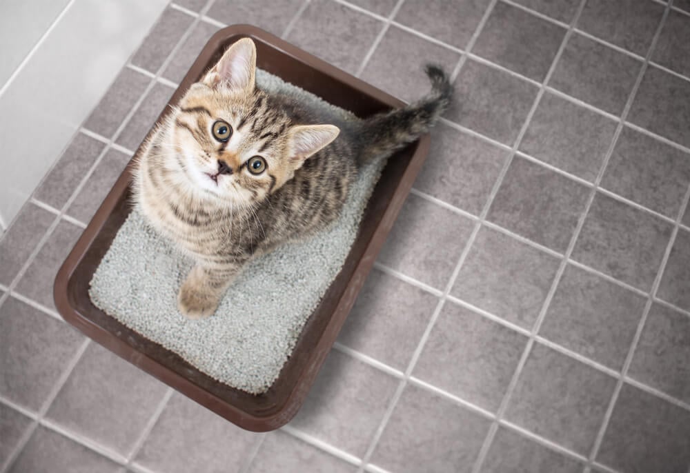 How Can I Stop My Cat Peeing Outside The Litter Box?